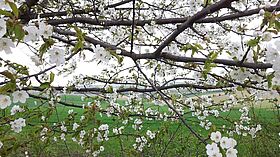 F Frühling; Christine Filipp