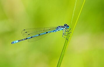 Libelle, pixabay