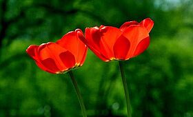 Frühling