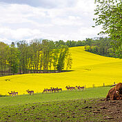 Wildpark Ernstbrunn