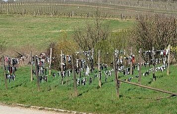 Socken Herrnbaumgarten_Weinviertel.net