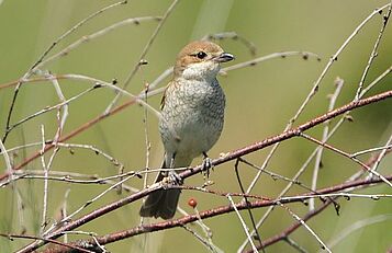 Seltene Vögel, pixabay