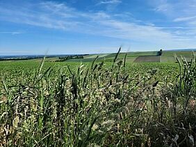 Weinbergweg