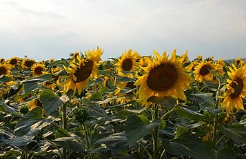 Sonnenblumenfeld