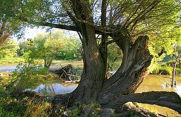 March-Thaya-Auen, Nationalpark Donauauen, Kern
