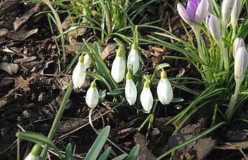Frühlingsboten